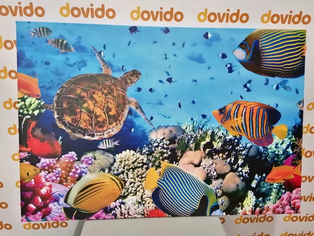 Stampa su tela – Mondo sottomarino