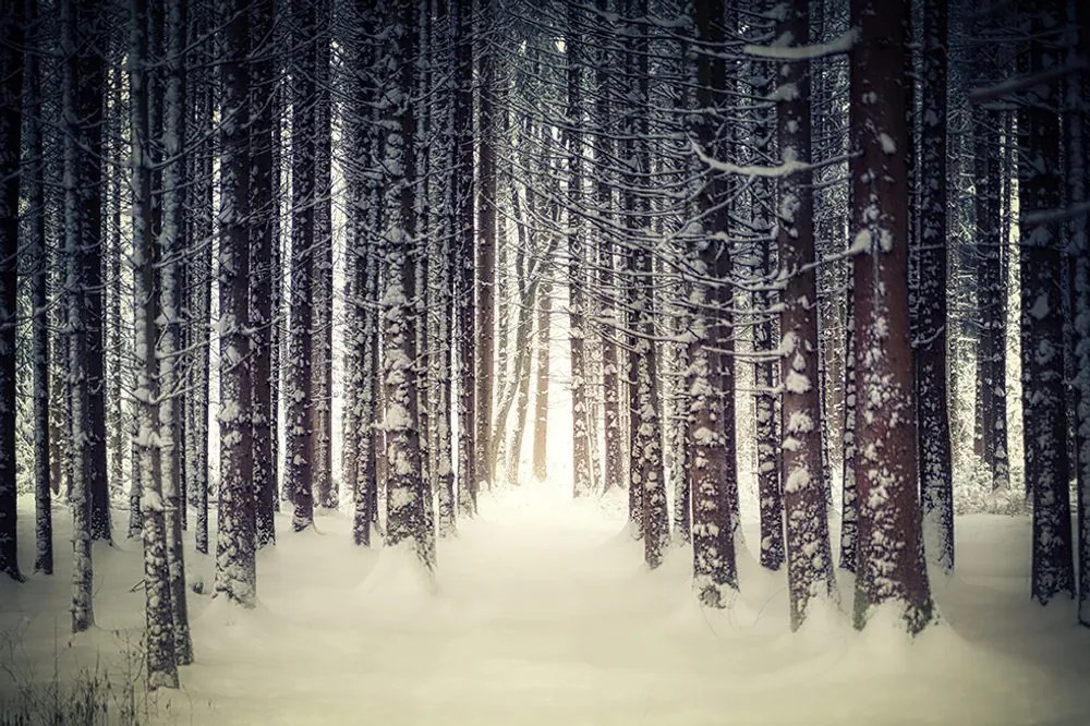 Carta da parati autoadesiva – Foresta coperta di neve