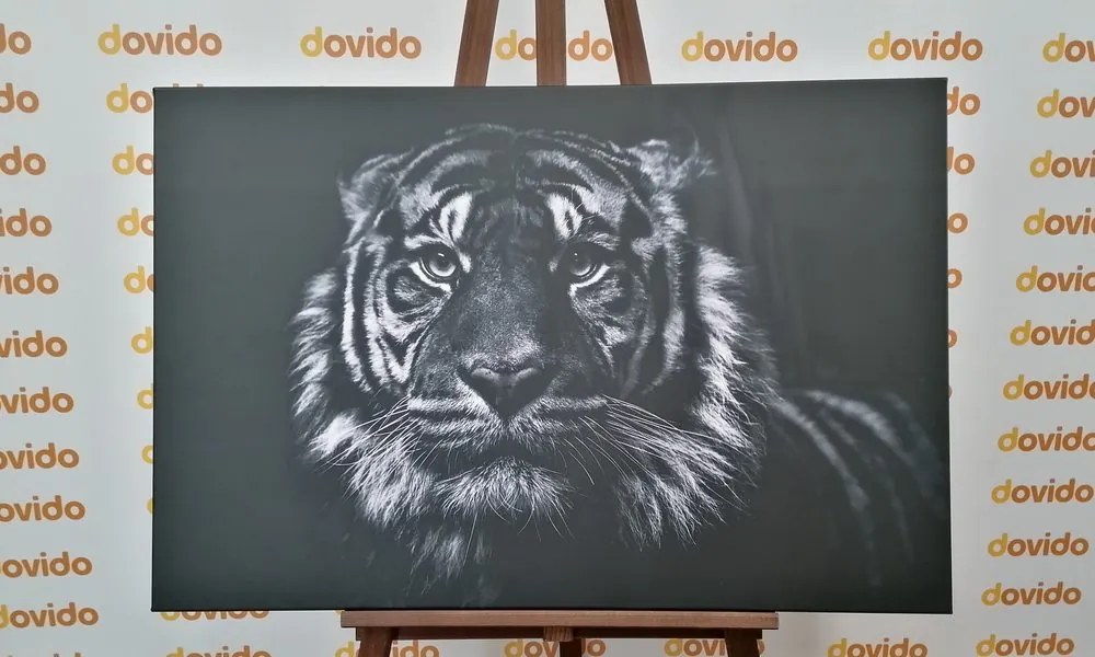 Quadro su tela – Tigre in bianco e nero