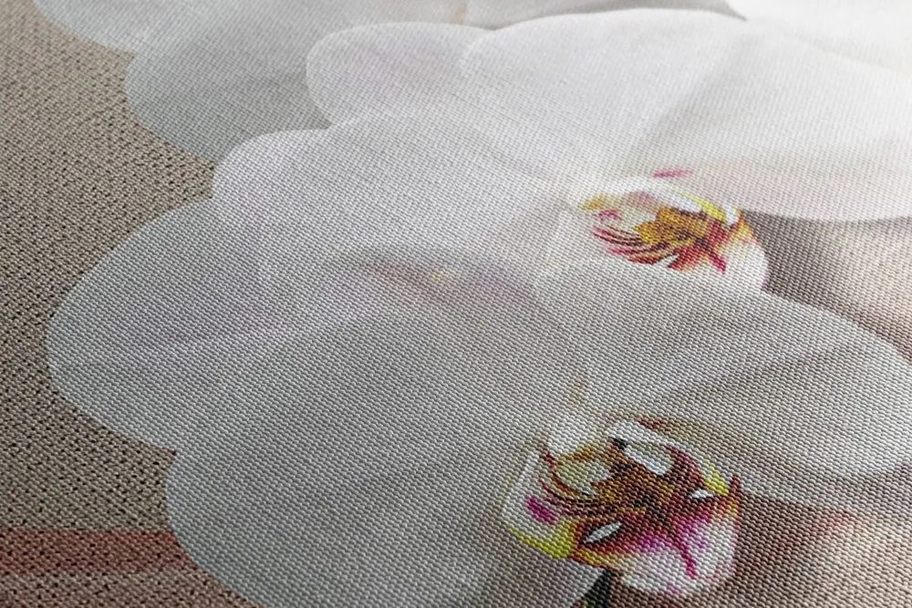 Quadro su tela – Orchidea bianca su tela