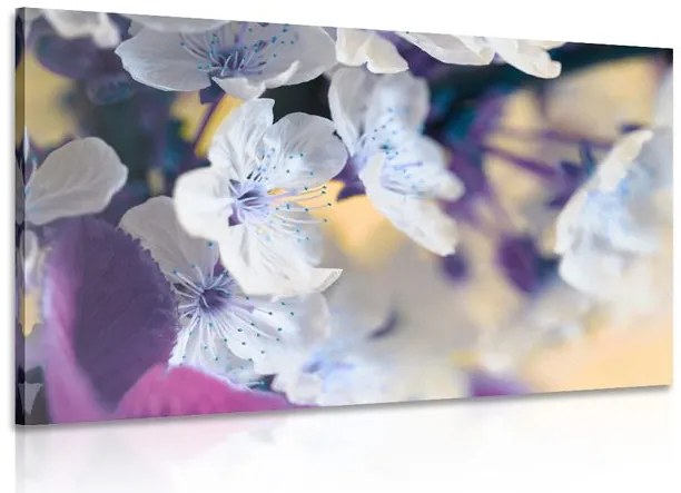 Stampa su tela – Ramo di ciliegio in fiore
