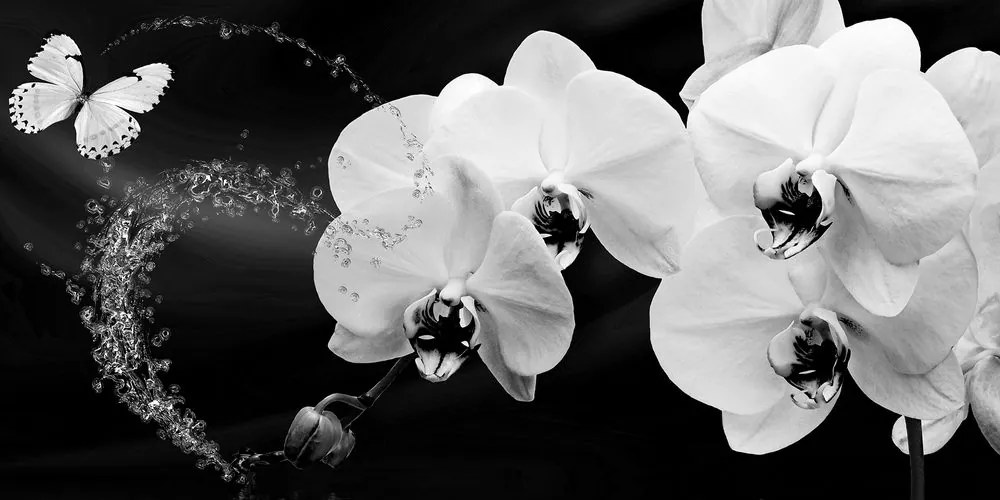 Stampa su tela – Orchidea e farfalla in bianco e nero