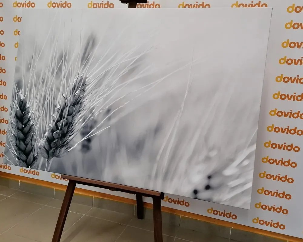 Stampa su tela – Campo di grano in bianco e nero
