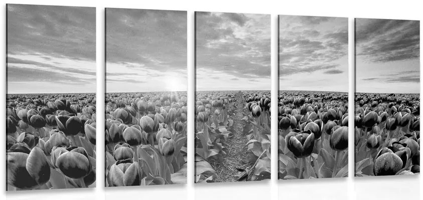 Quadri 5 pezzi – Alba su un prato con tulipani in bianco e nero