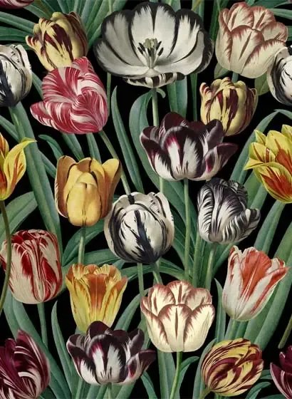 Mindthegap Carta da parati Tulipa - WP20178