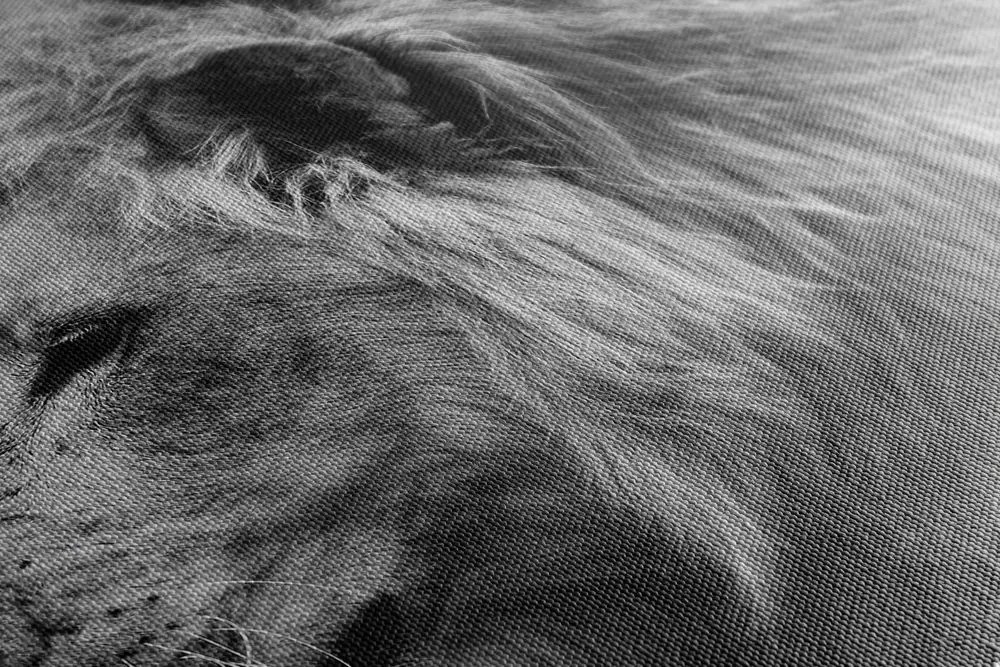 Quadro su tela – Leone africano in bianco e nero