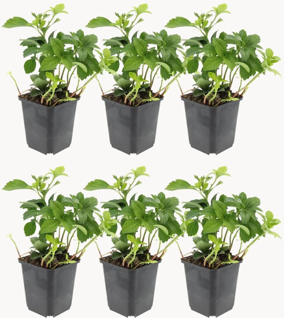 Set di 6 piante vere Pachysandra Terminalis