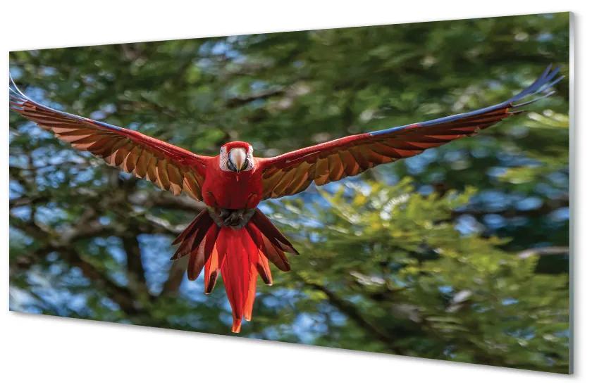 Quadro acrilico Ara pappagallo 100x50 cm