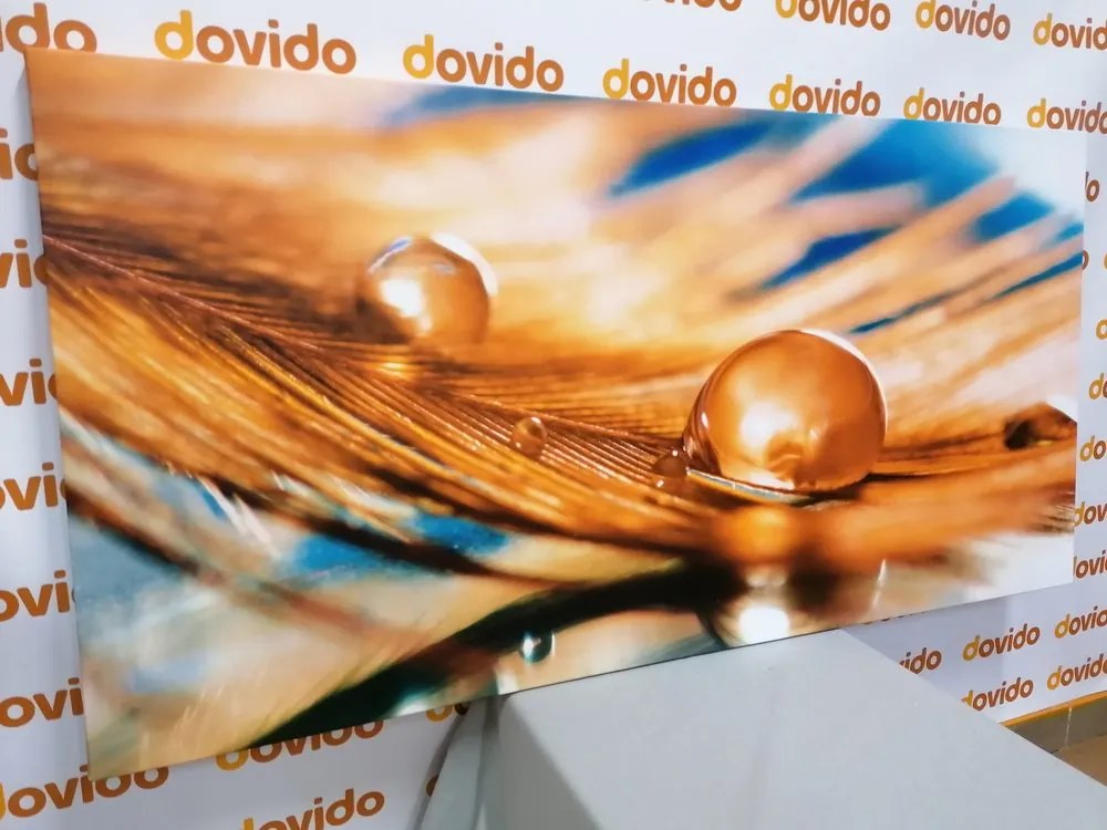 Quadro su tela – Goccia d'acqua su piuma dorata