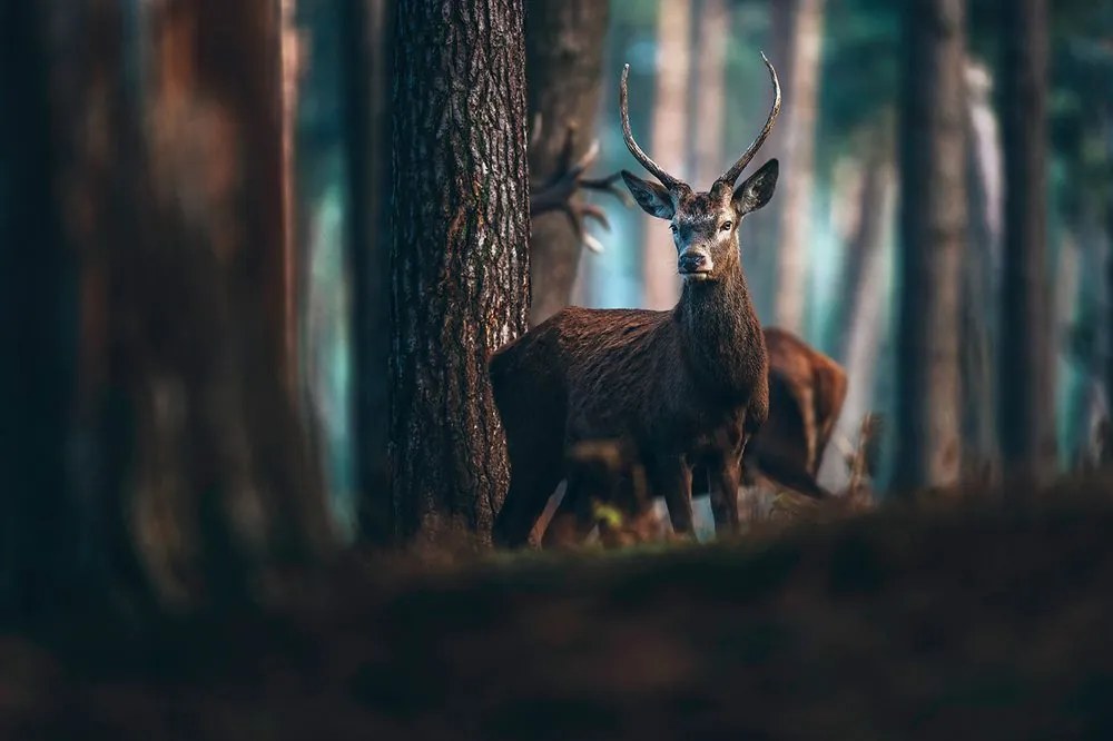 Carta da parati autoadesiva – Cervo nella foresta