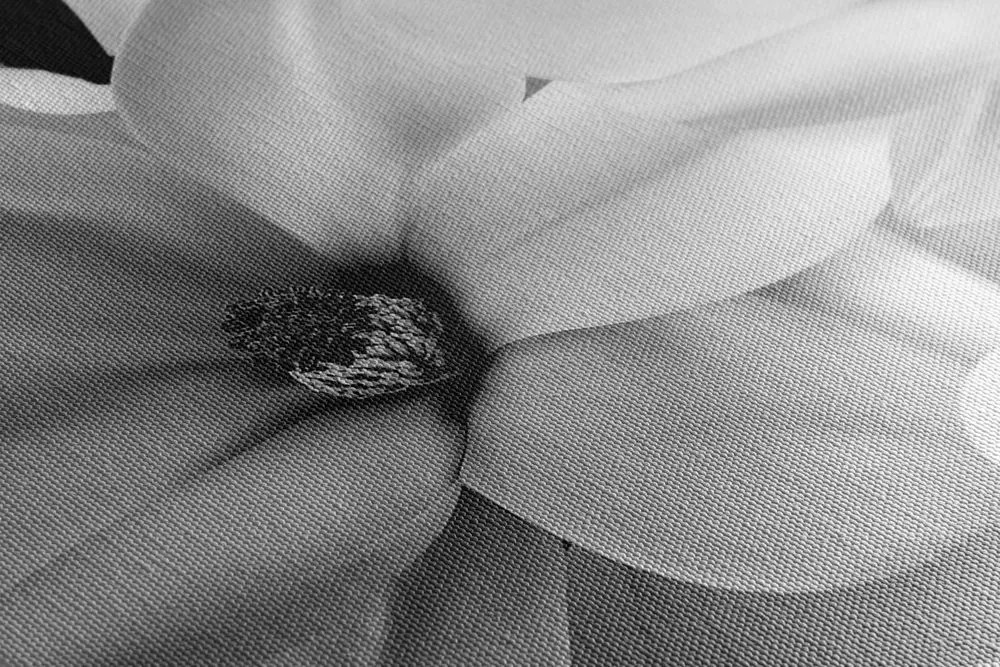 Quadro su tela – Magnolia in bianco e nero su sfondo astratto