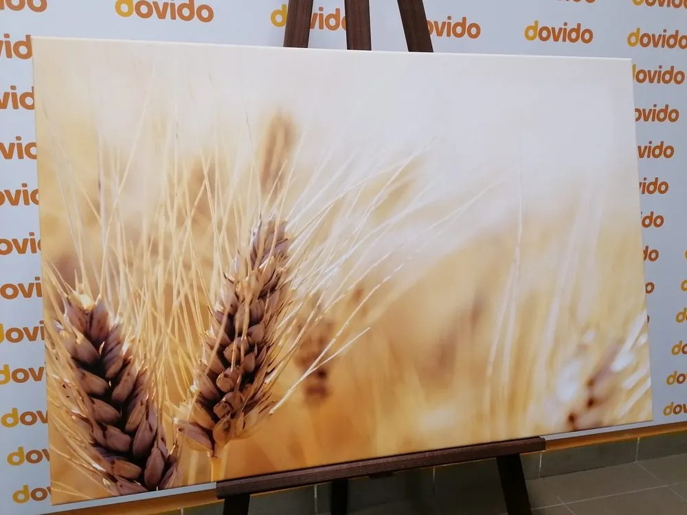 Quadro su tela – Campo di grano