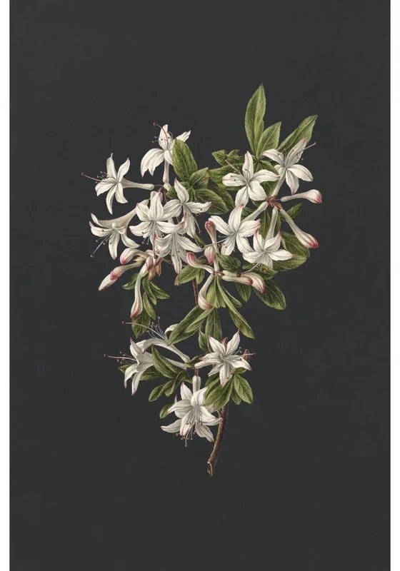 Fotomurale Fiori, rosa fondo nero