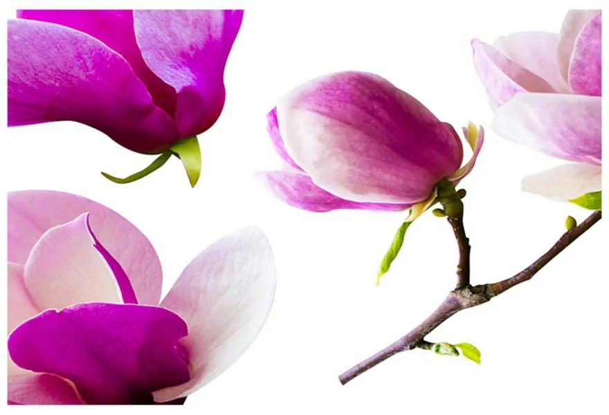 Carta da parati Fiori magnolia 104x70 cm