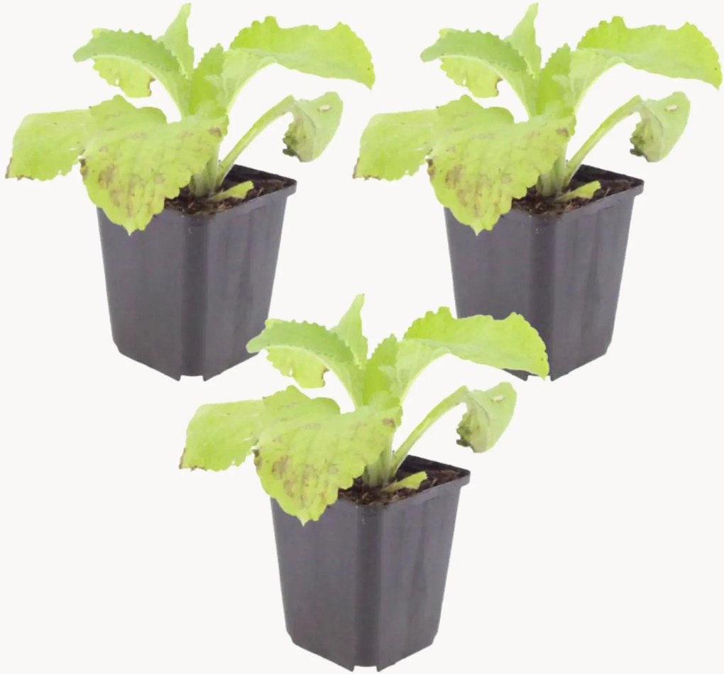 Set di 3 piante vere Foxglove Digitalis Purpurea