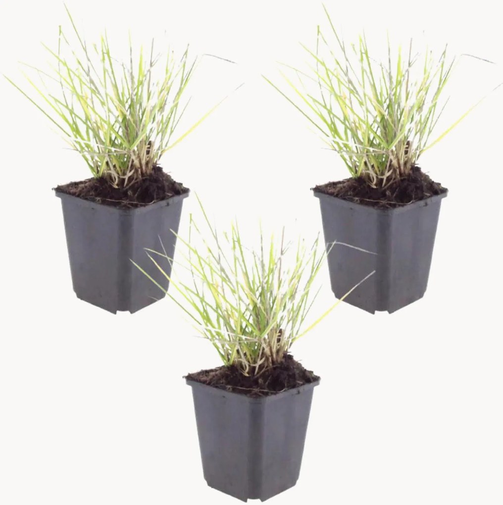 Set di 3 piante vere Sesleria autumnalis