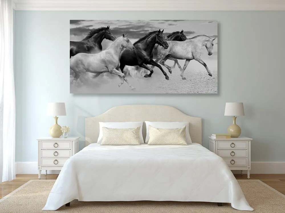 Quadro su tela – Branco di cavalli in bianco e nero