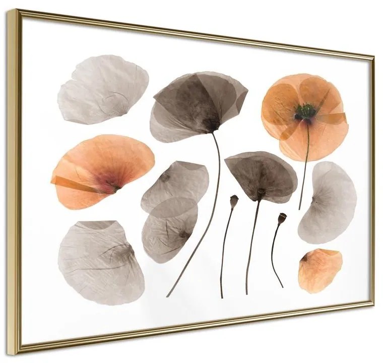 Poster  Dried Poppies  Cornice Quadri Cornice d'oro, Larghezza x Altezza Home decor 30x20