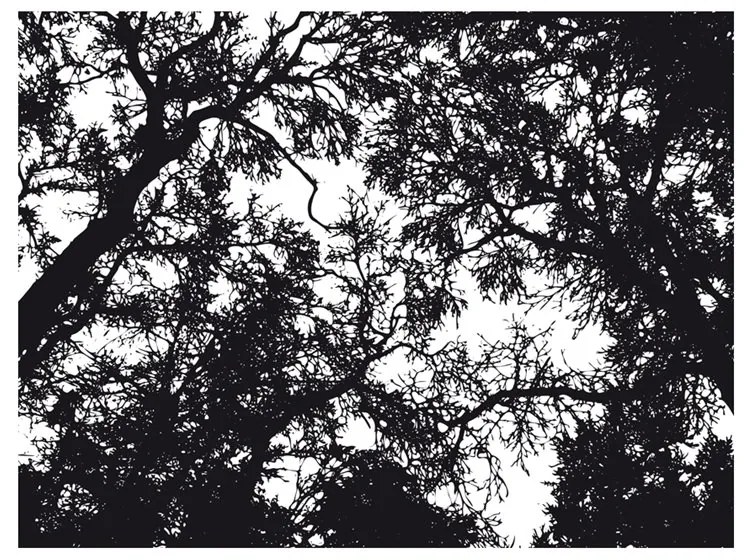 Fotomurale  Bleak forest  Colore bianco e nero, Dimensioni e Misure 250x193