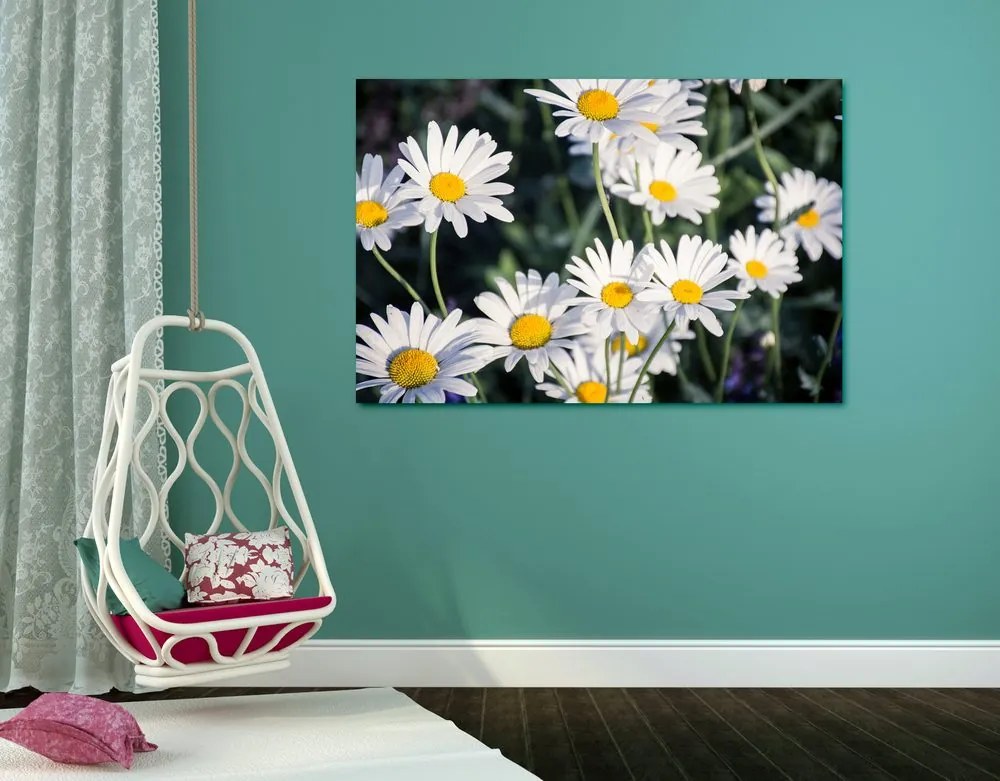 Quadro su tela – Margherite in giardino