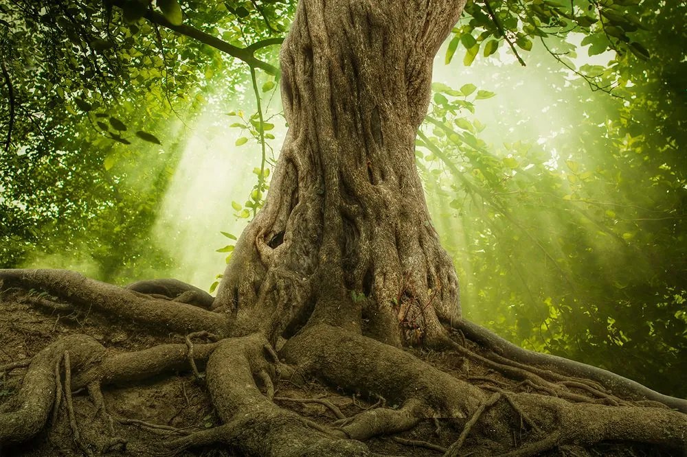 Carta da parati – Radice dell'albero