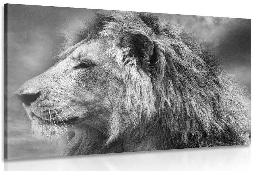 Quadro su tela – Leone africano in bianco e nero