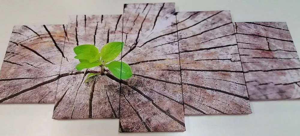 Quadri 5 pezzi – Nascita di una nuova vita