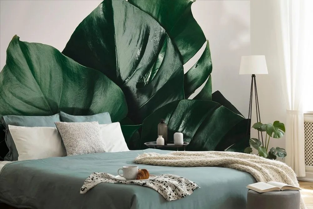 Carta da parati – Foglia di monstera