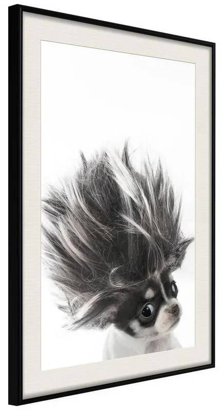 Poster  Funny Chihuahua  Cornice Quadri Cornice nera con pass-partout, Larghezza x Altezza Home decor 40x60