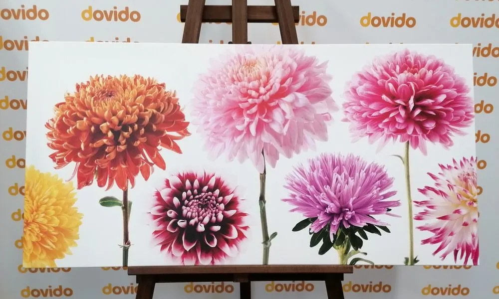 Quadro su tela – Fiori di dalia in design variegato