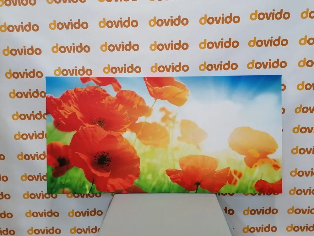 Quadro su tela – Papavero sul prato