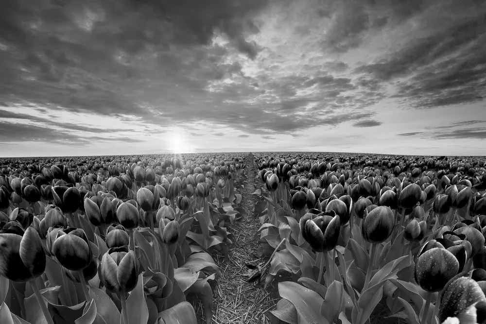 Quadro su tela – Alba sopra il prato con tulipani in bianco e nero
