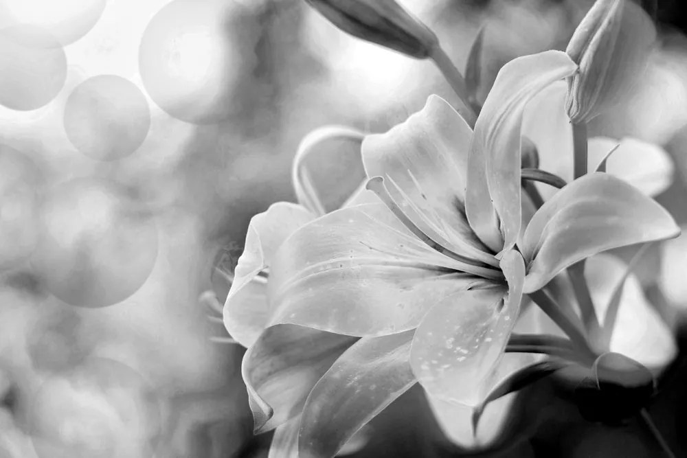 Stampa su tela – Fiore di giglio su sfondo astratto in bianco e nero