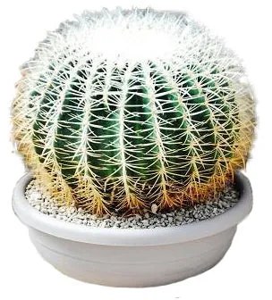 Pianta da interno ECHINOCACTUS GRUSONII SPINA ALBIS D.CM40