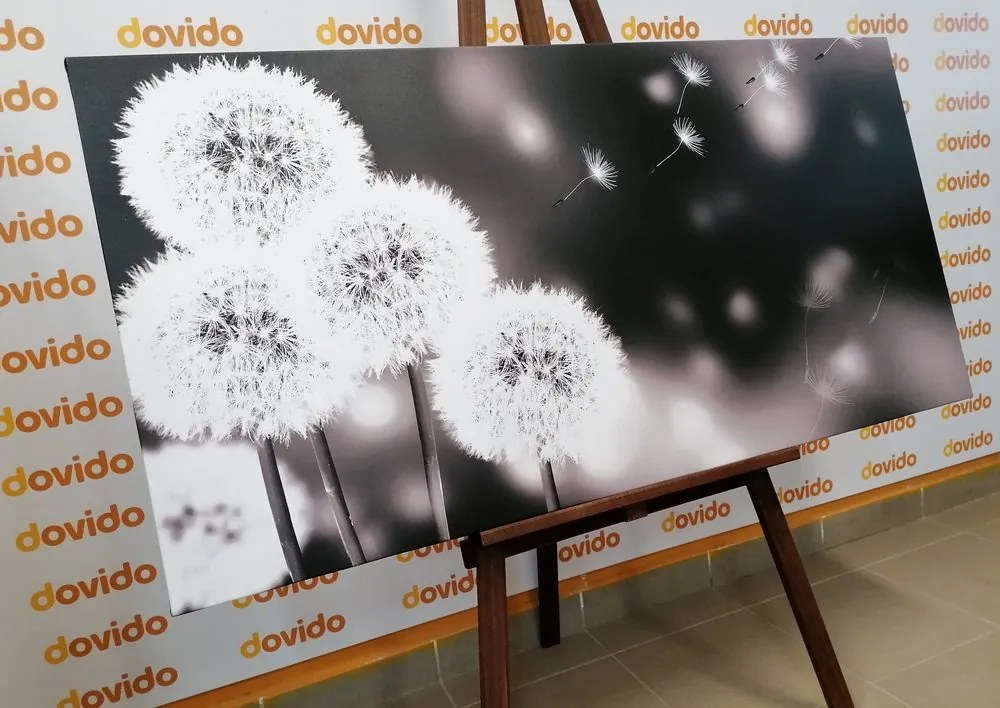 Quadro su tela – Dente di leone soffice in bianco e nero