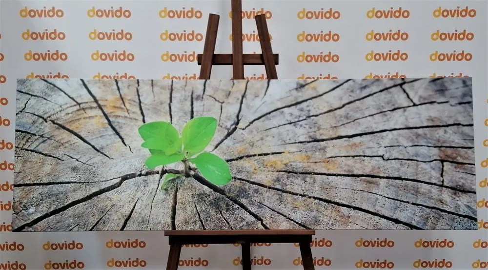 Quadro su tela – Nascita di una nuova vita