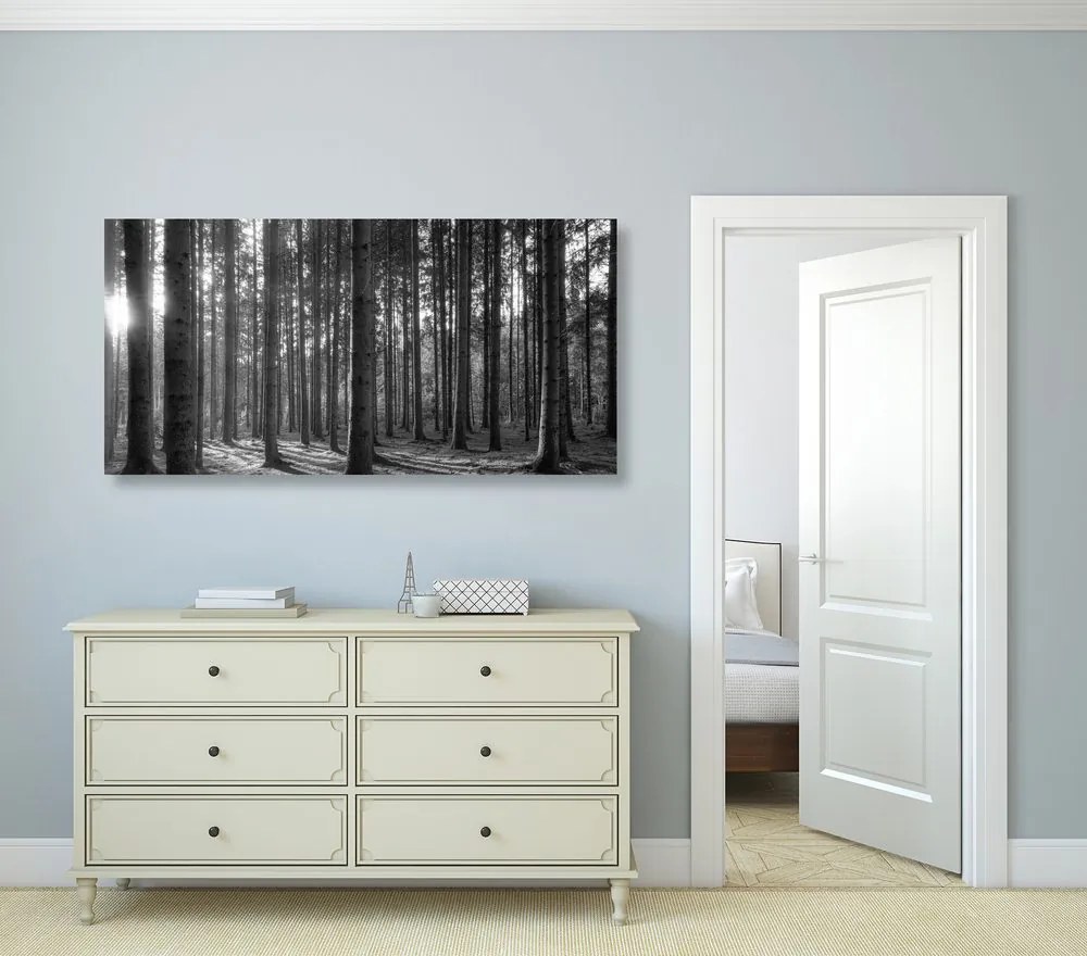 Quadro su tela – Mattina nella foresta in bianco e nero