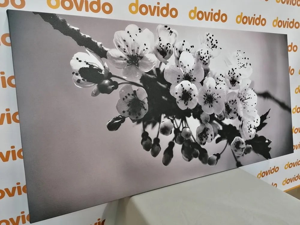 Quadro su tela – Ramo fiorito di ciliegio in bianco e nero