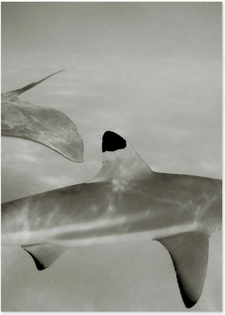 Stampa digitale Abyssal