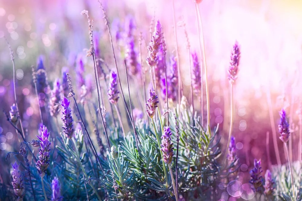 Quadro su tela – Fiori magici di lavanda