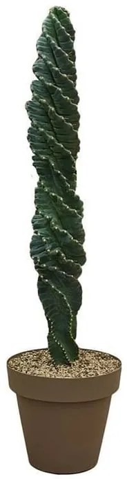 Pianta da interno CEREUS FORBESII SPIRALIS VASO DIAM.CM35