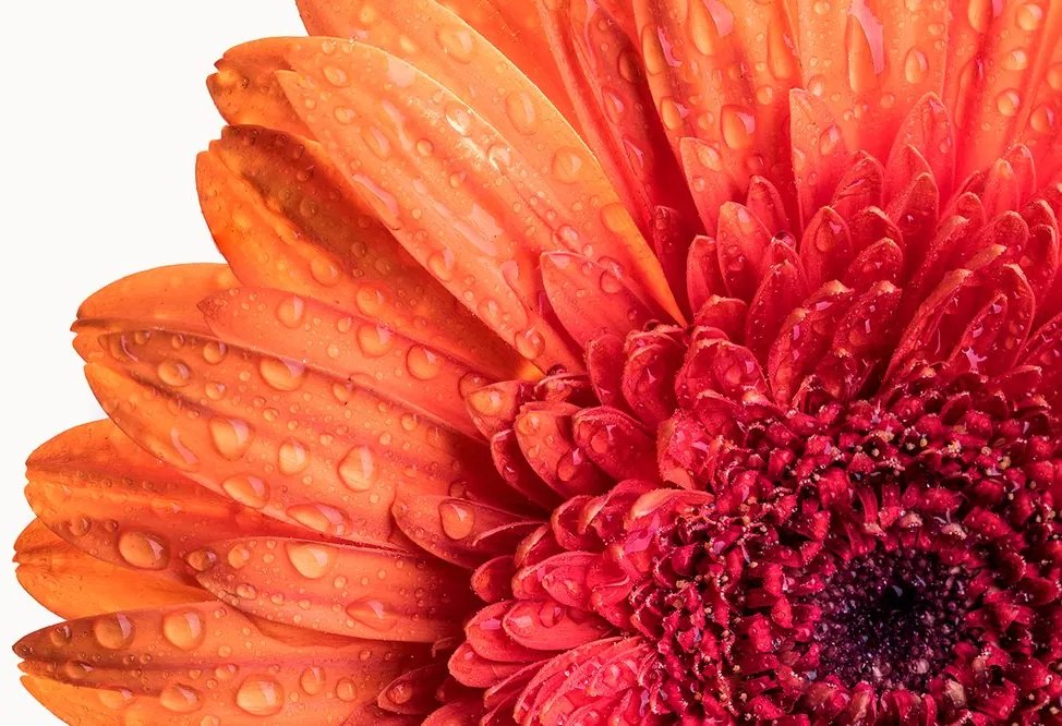 Carta da parati – Gerbera con gocce d'acqua