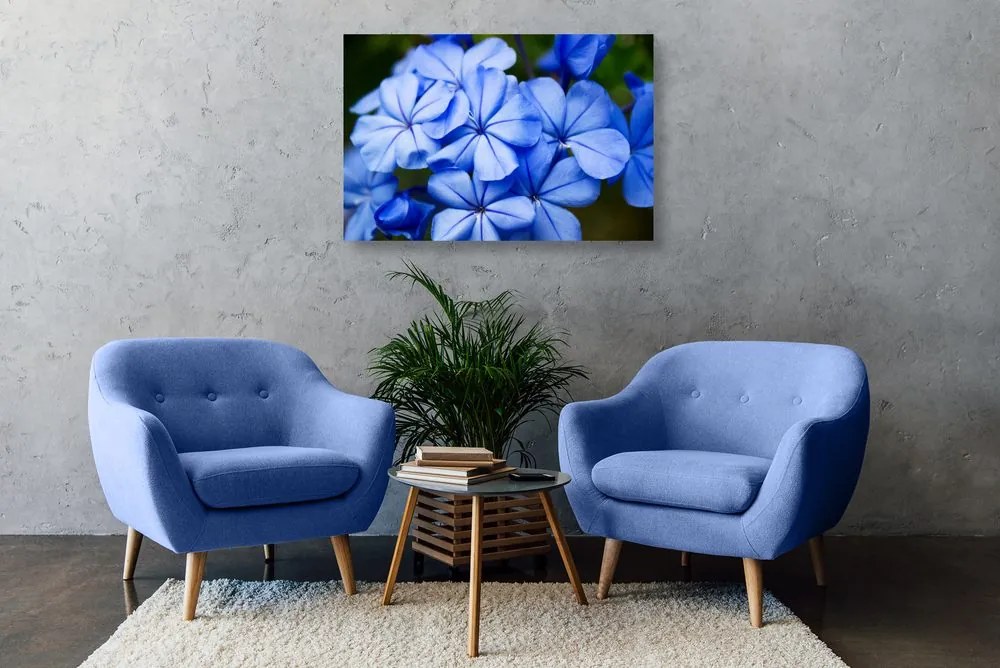 Quadro su tela – Fiori blu selvatici