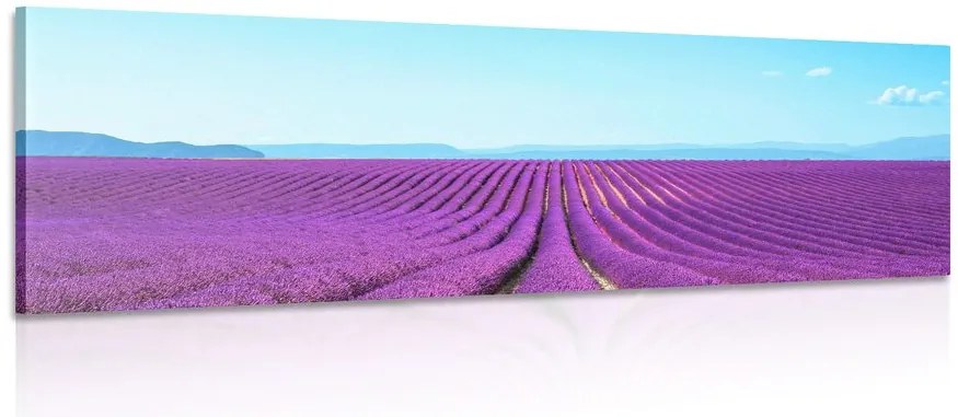 Stampa su tela – Campo di lavanda infinito