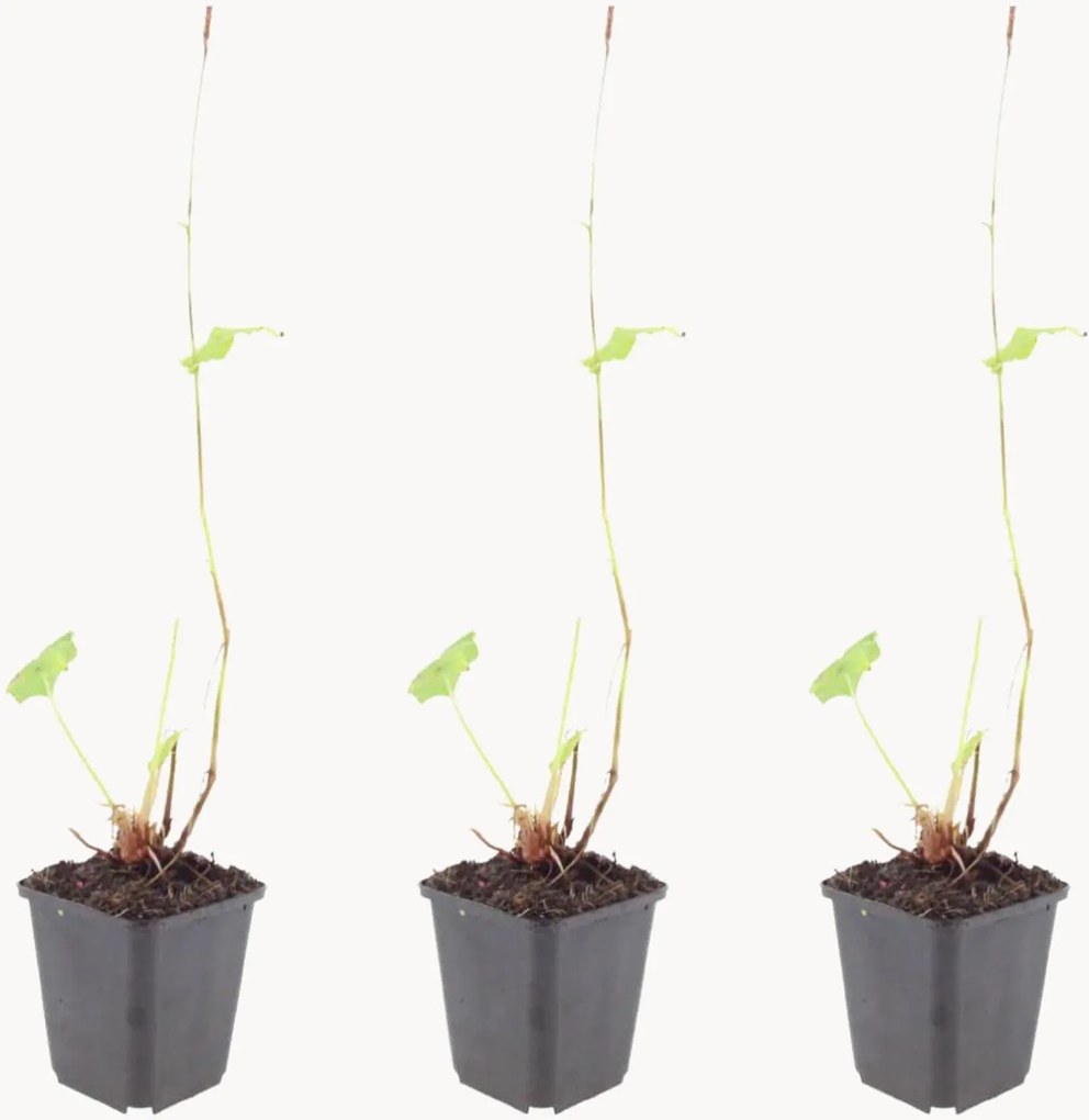 Set di 3 piante vere Knotweed Persicaria amplexicaulis Blackfield