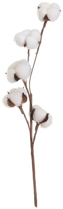 Pianta essiccata (altezza 55 cm) Cotton - Casa Selección