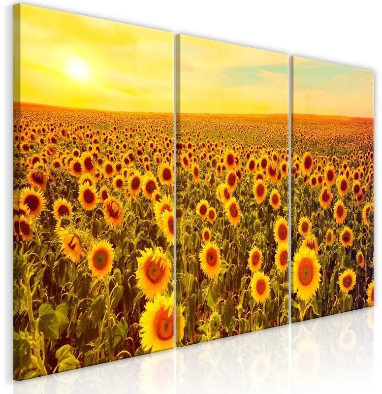 Quadro  Sunflowers at Sunset (3 Parts)  Larghezza x Altezza Home decor 120x60