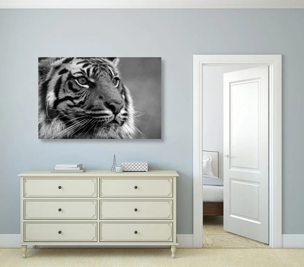 Stampa su tela – Tigre del Bengala in bianco e nero