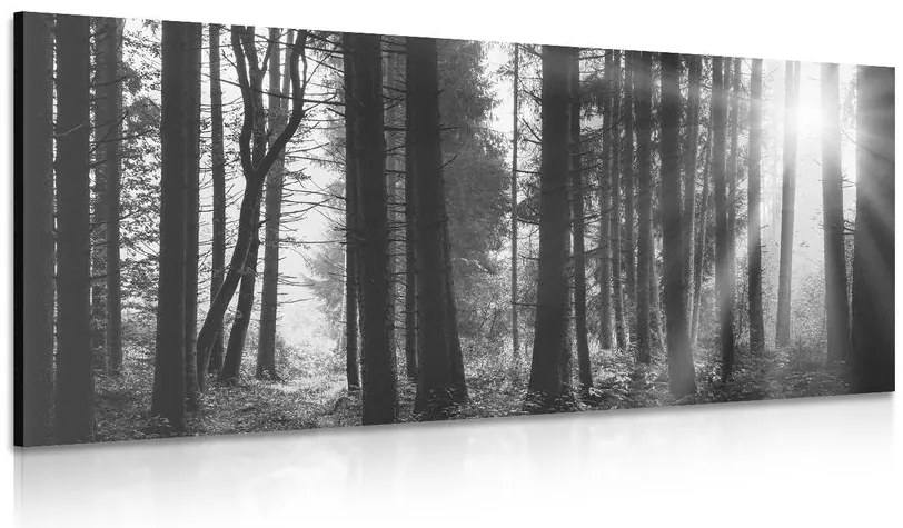 Stampa su tela – Foresta inondata di sole in bianco e nero