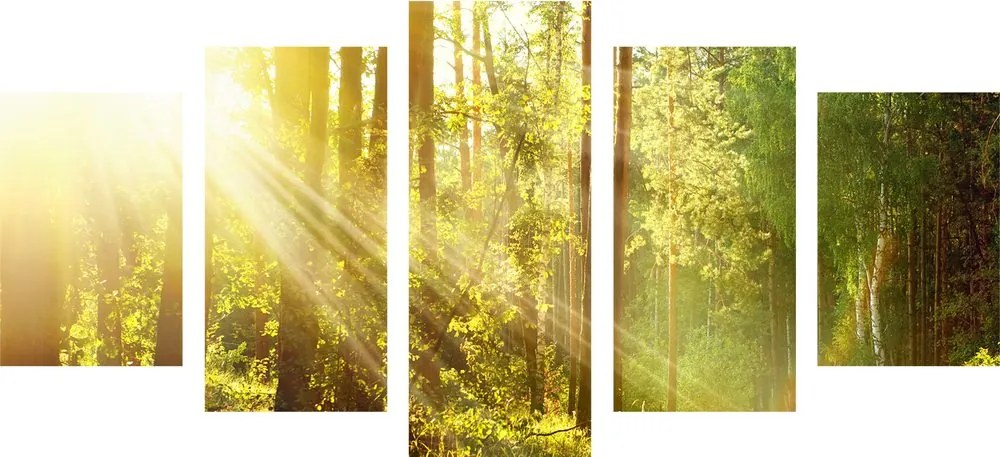Quadri 5 pezzi – Raggi di sole nella foresta